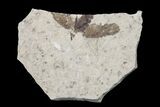 Fossil March Fly (Plecia) - Green River Formation #154543-1